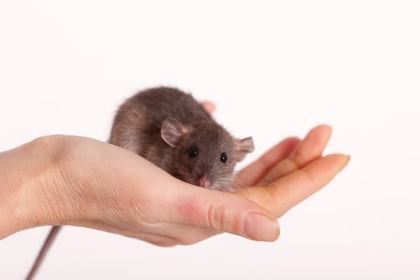 Kleine Baby Ratte Auf Einer Menschlichen Hand Nahaufnahme — Stockfoto