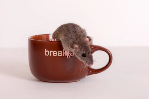 棕色杯子中小白鼠的工作室肖像 — 图库照片