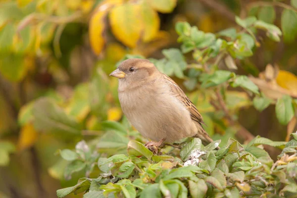 Portrait Moineau Sur Une Branche Cynorrhodon Automne — Photo