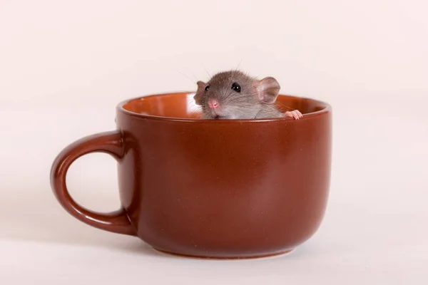 Studio Portrait Baby Rat Brown Cup — Stock Photo, Image