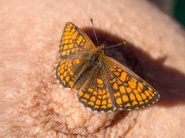 Oranje Vlinder Borst Close — Stockfoto