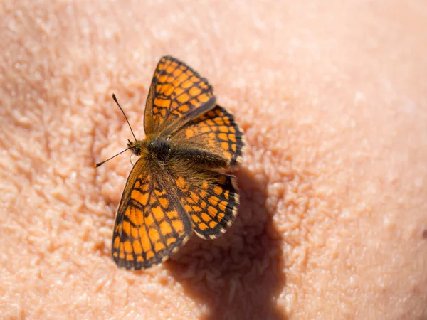 胸膛上的橙色蝴蝶 — 图库照片