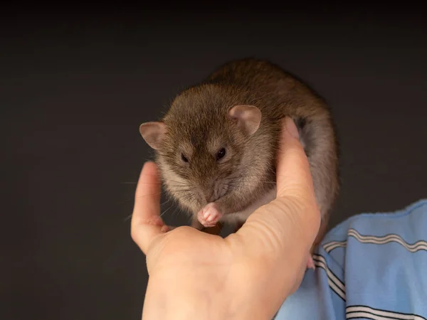 Rat Domestique Brun Dans Les Mains Humaines Gros Plan — Photo