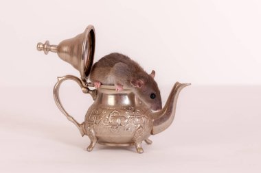 Çaydanlıktaki fare yavrusu. Yaklaş.