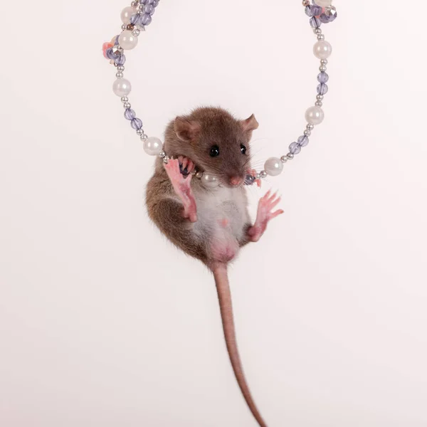 Porträt Einer Baby Ratte Auf Einer Halskette Nahaufnahme — Stockfoto