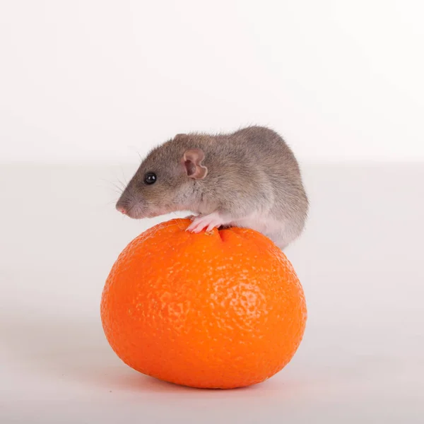 Retrato Rato Bebê Com Laranja Perto — Fotografia de Stock