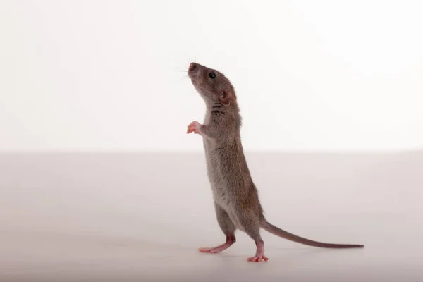 Porträt Einer Stehenden Baby Ratte Aus Nächster Nähe — Stockfoto