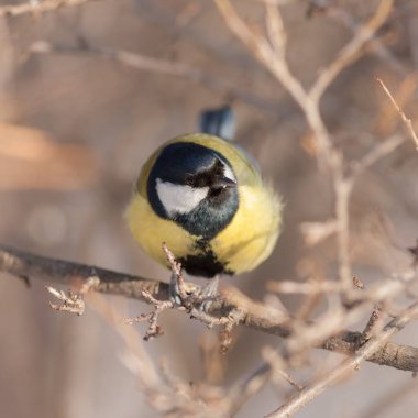 bir ağaç dalı meme portresi