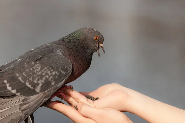 Hungrige Taube Auf Der Hand Aus Nächster Nähe — Stockfoto