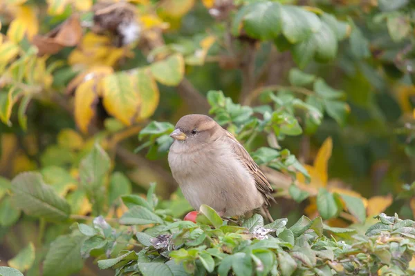 Portrait Sparrow Rosehip Branch Autumn — Stock Photo, Image