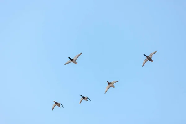 Rebanho Patos Voo Contra Céu Azul — Fotografia de Stock