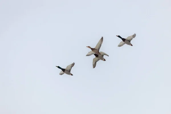 Rebanho Patos Fuga Contra Céu — Fotografia de Stock