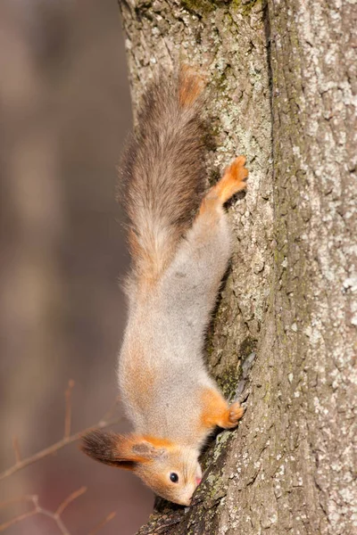 Porträtt Ekorre Trädstam — Stockfoto