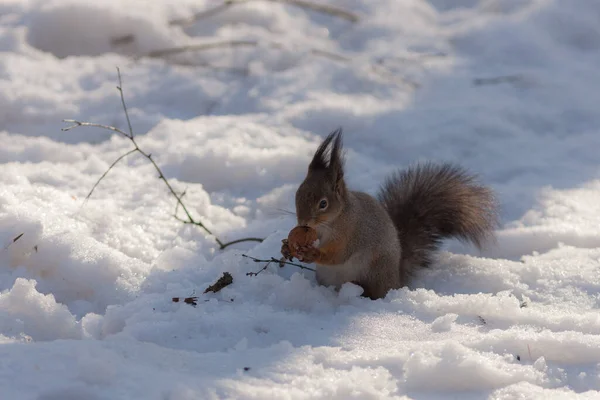 Ardilla Nieve Comiendo Una Nuez — Foto de Stock