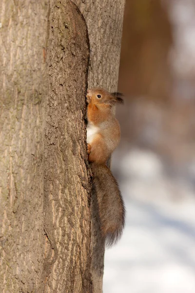 Portrait Écureuil Sur Tronc Arbre — Photo