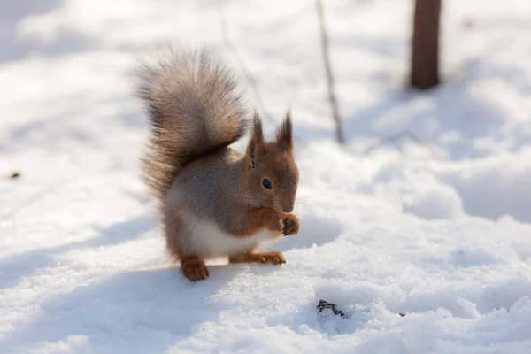 Portrait Squirrel Snow — Stock Photo, Image