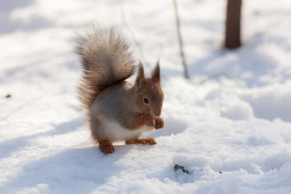 Portrait Écureuil Sur Neige — Photo