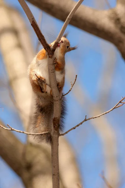 Porträt Eines Eichhörnchens Auf Einem Ast — Stockfoto
