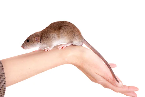 Szczur Domowy Rękę Izolowany Białym — Zdjęcie stockowe