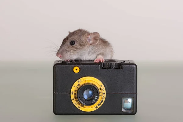 Domestic Rat Old Small Camera — Stock Photo, Image