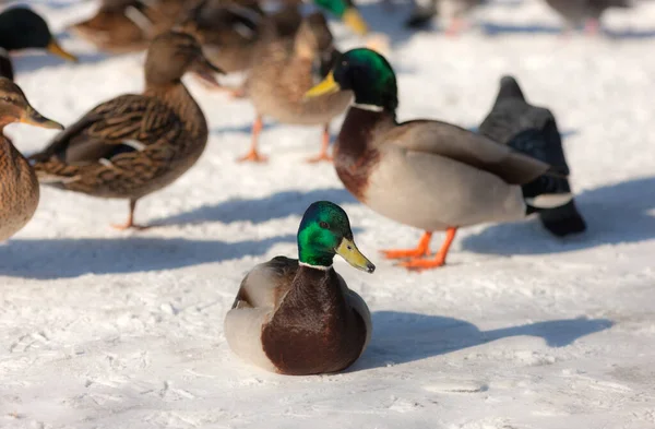 Troupeau Canards Sur Neige Hiver — Photo