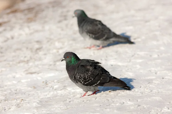 Portrait Two Pigeons Snow Winter — Stock Photo, Image