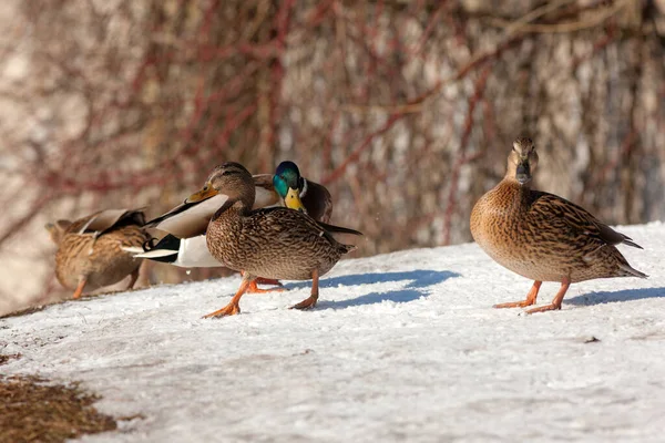 Rebanho Patos Neve Inverno — Fotografia de Stock