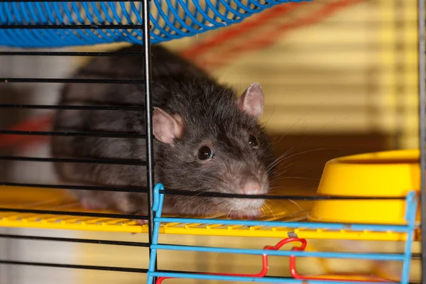 Portrait Rat Domestique Noir Dans Une Cage — Photo