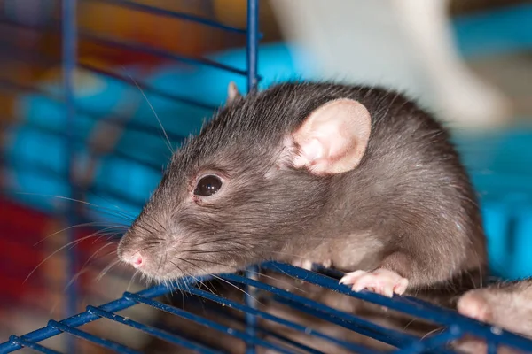 Portret Van Een Zwarte Binnenlandse Rat Een Kooi Stockfoto