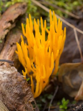 Ormandaki yenilebilir mantar tanecikleri kapatın.