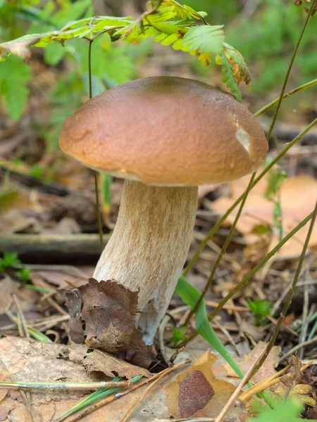 White Mushroom Forest Close — Stock Photo, Image