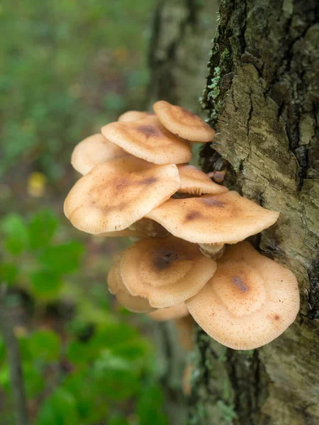 Las Setas Comestibles Miel Sobre Tronco Del Árbol Acercan —  Fotos de Stock