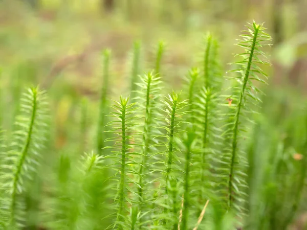 Musgo Verde Floresta Perto — Fotografia de Stock