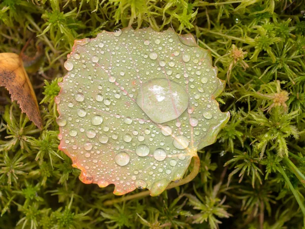 Aspen Leaf Drops Rain Close — Stock Photo, Image