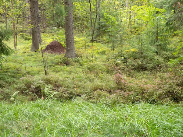 蟻塚のある針葉樹林の風景 — ストック写真