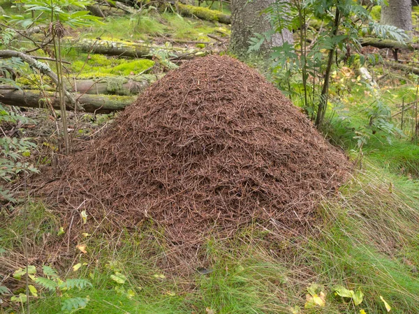 Ormanda Büyük Bir Karınca Yuvası Olan Manzara — Stok fotoğraf
