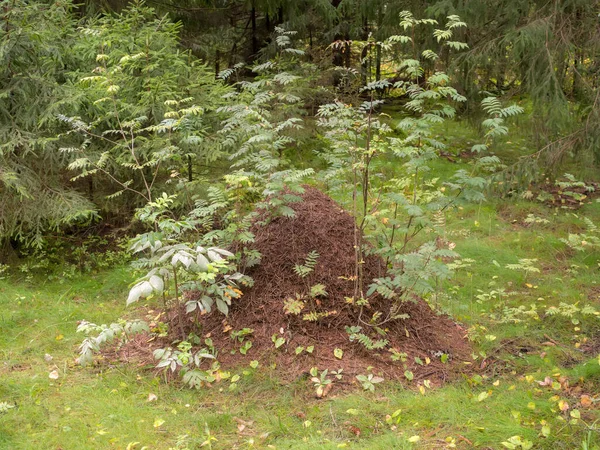 Landschap Met Een Grote Mierenhoop Het Bos — Stockfoto