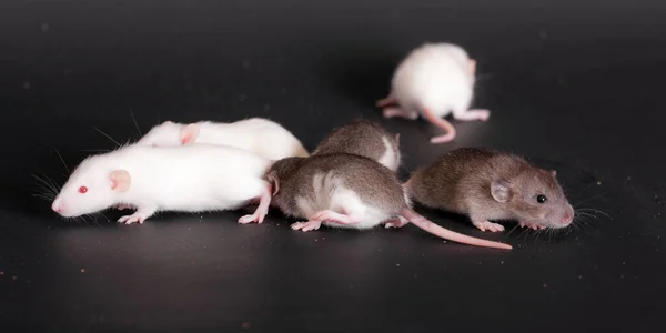 Petits Rats Domestiques Sur Fond Noir — Photo