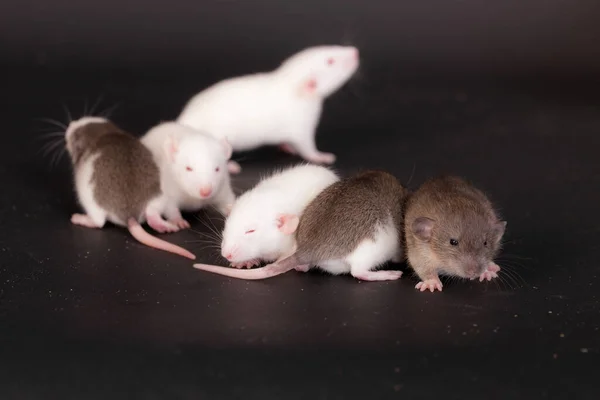 Bébés Rats Domestiques Sur Fond Noir — Photo