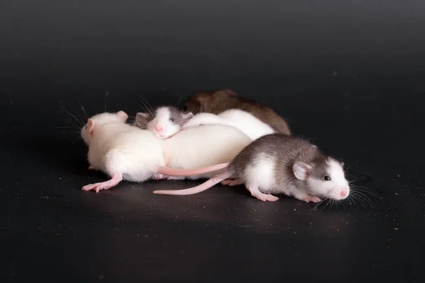 Små Inhemska Baby Råttor Svart Bakgrund — Stockfoto
