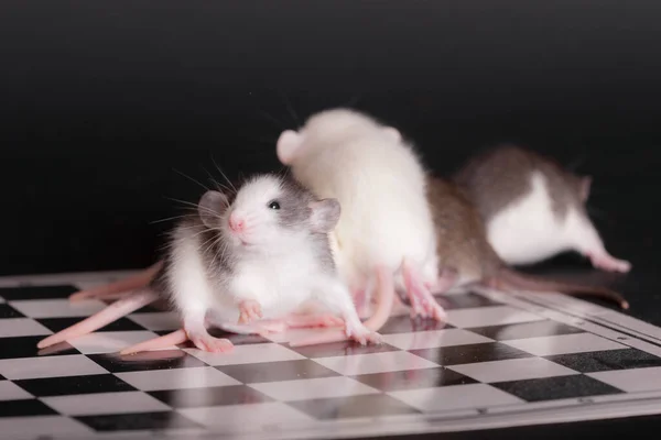 Små Inhemska Baby Råttor Svart Bakgrund Närbild — Stockfoto