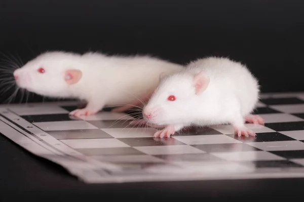 Pequenos Ratos Bebês Domésticos Fundo Preto Close — Fotografia de Stock