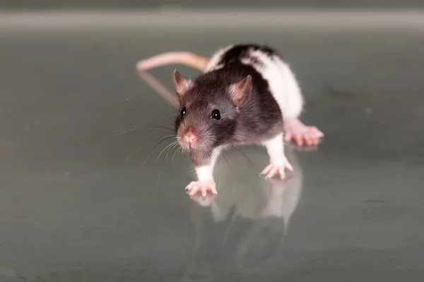 Mały Szczur Szklanym Stole — Zdjęcie stockowe