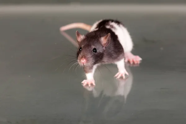 Pequeno Rato Bebê Uma Mesa Vidro — Fotografia de Stock