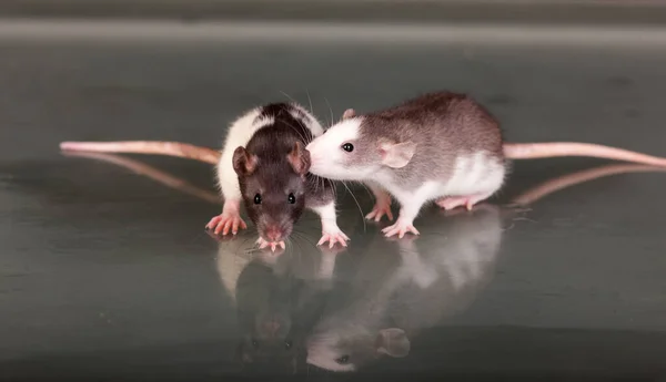 Dois Ratos Bebés Numa Mesa Vidro — Fotografia de Stock