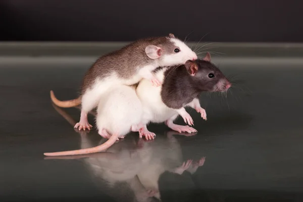 Três Ratos Bebés Numa Mesa Vidro — Fotografia de Stock