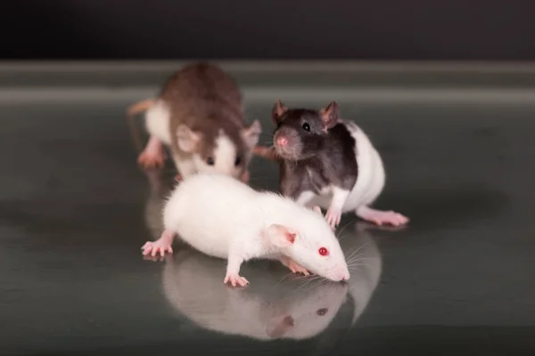 Trzy Małe Szczury Szklanym Stole — Zdjęcie stockowe