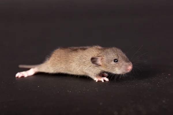 Portret Van Baby Rat Een Zwarte Achtergrond — Stockfoto