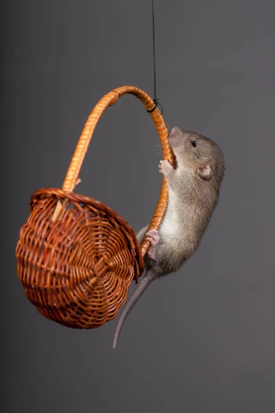 Mały Brązowy Szczur Drewnianym Koszu — Zdjęcie stockowe