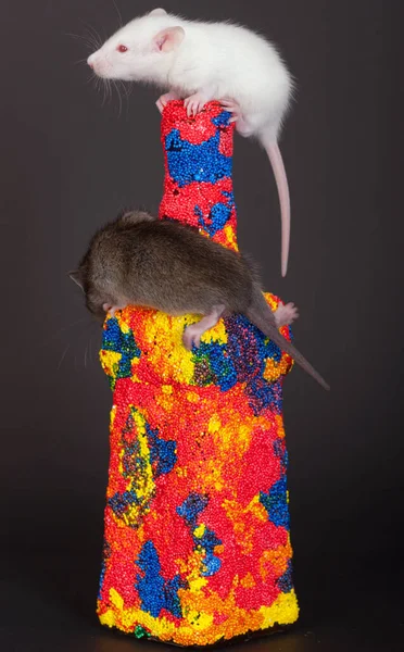 Petits Bébés Rats Sur Biberon Lumineux — Photo